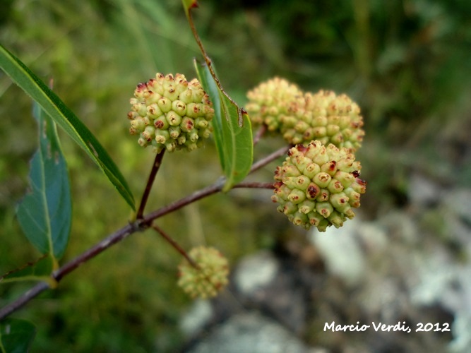 Cephalanthus glabratus