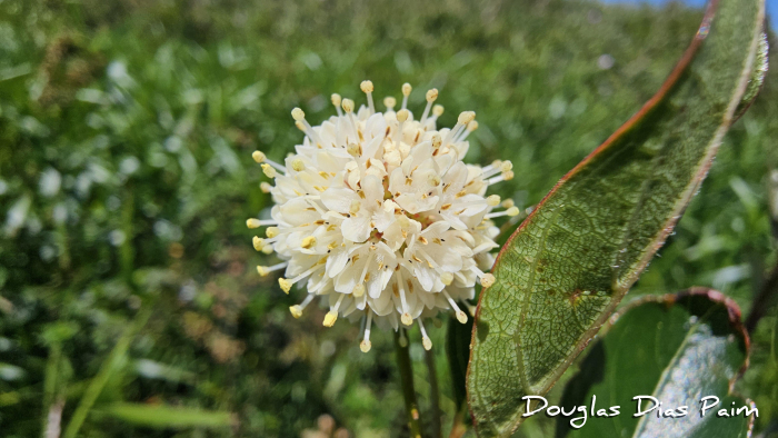Cephalanthus glabratus