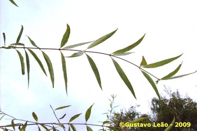 Cephalanthus glabratus