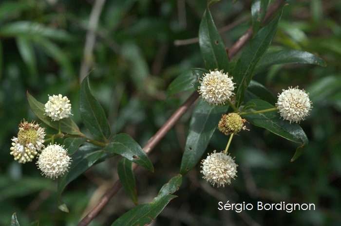 Cephalanthus glabratus