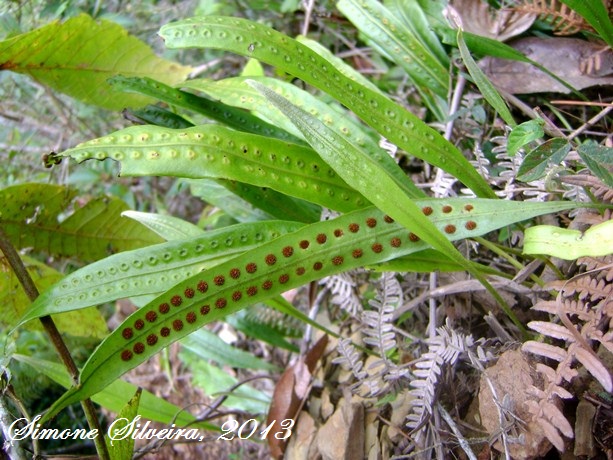 Microgramma percussa