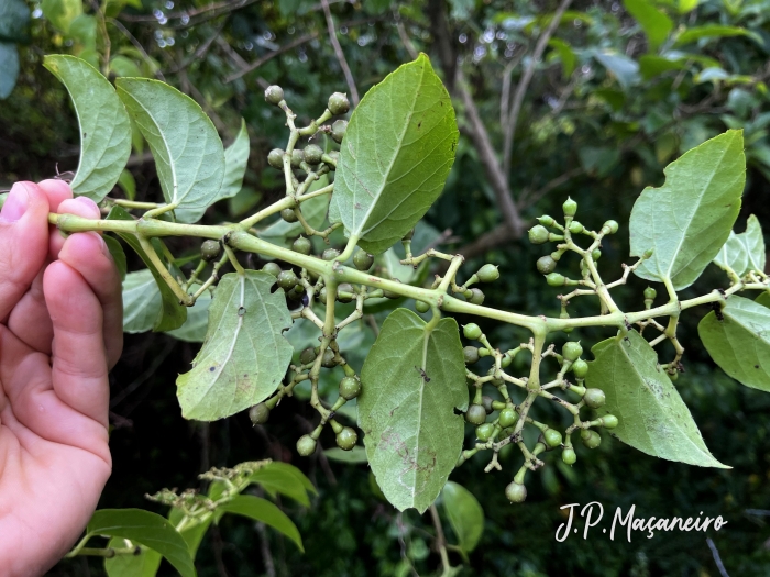 Cissus verticillata