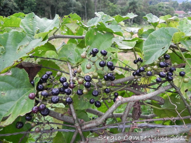 Cissus verticillata