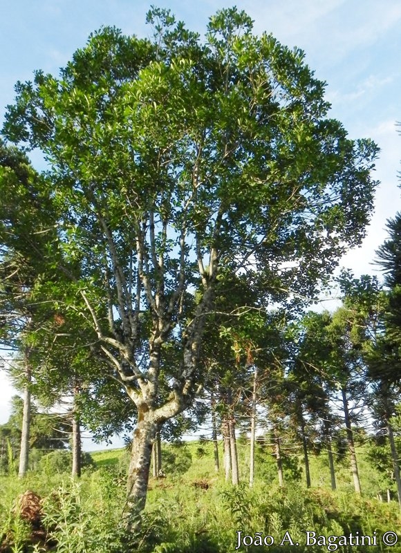 Ilex paraguariensis