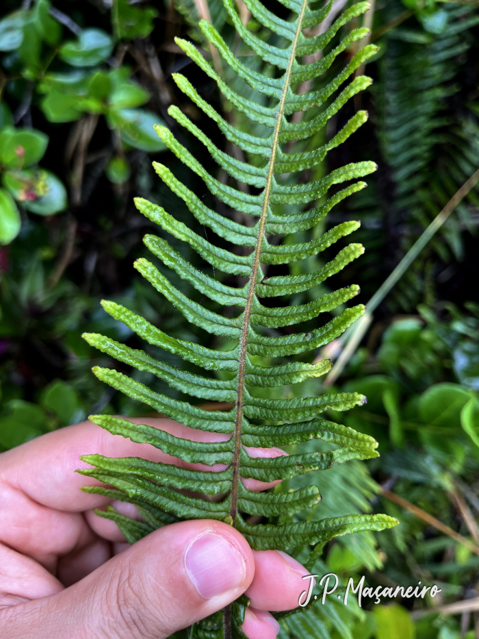 Pecluma robusta