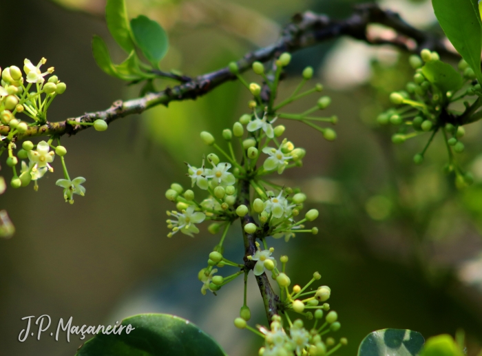 Ilex paraguariensis