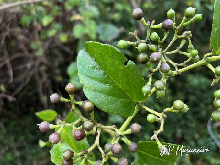 Cissus verticillata