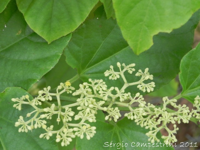 Cissus verticillata