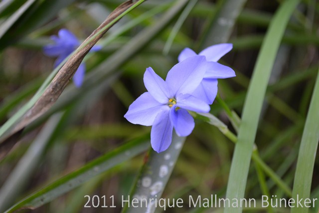 Ipheion uniflorum