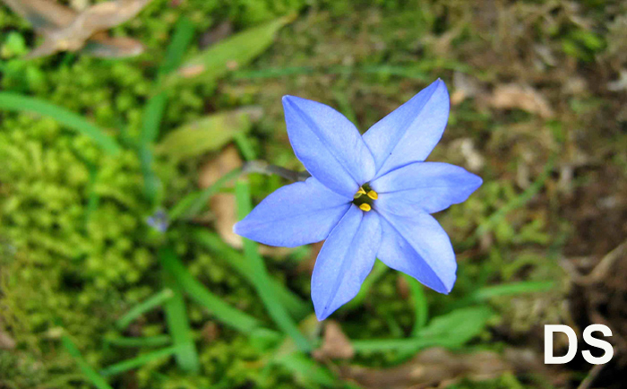 Ipheion uniflorum