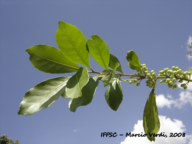 Ilex paraguariensis