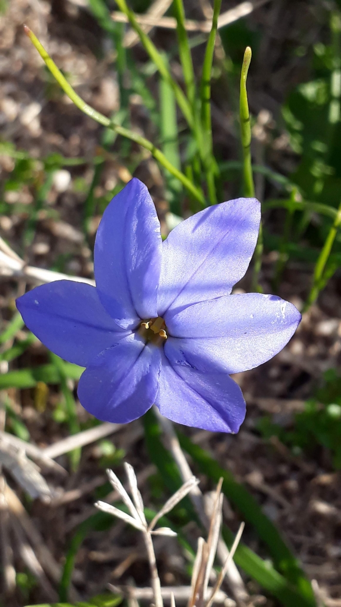 Ipheion uniflorum