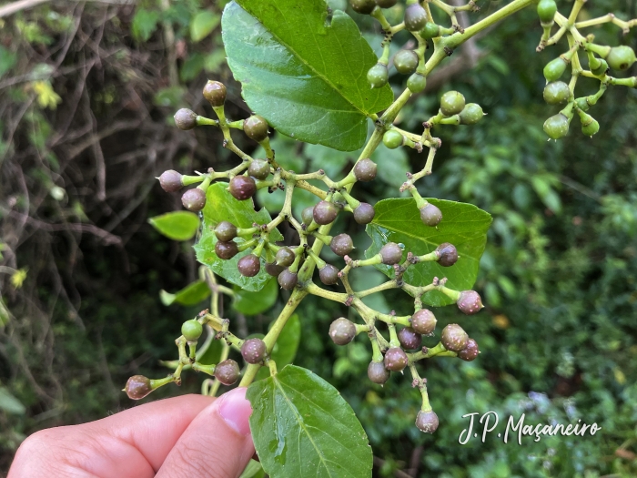 Cissus verticillata