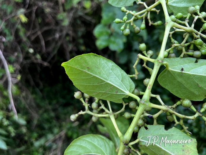 Cissus verticillata
