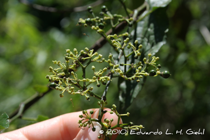 Cissus verticillata