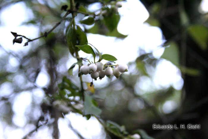 Chiococca alba