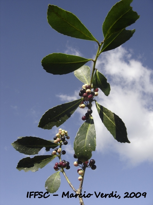 Ilex paraguariensis