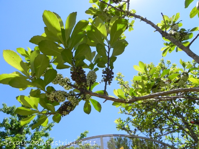 Ilex paraguariensis