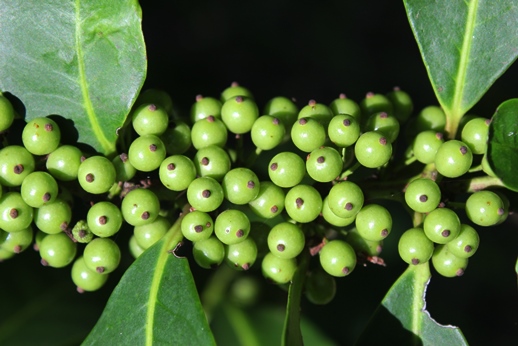 Ilex paraguariensis