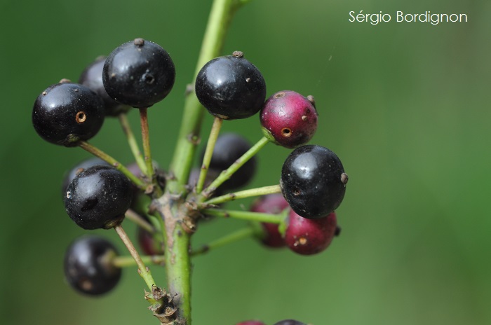 Ilex paraguariensis