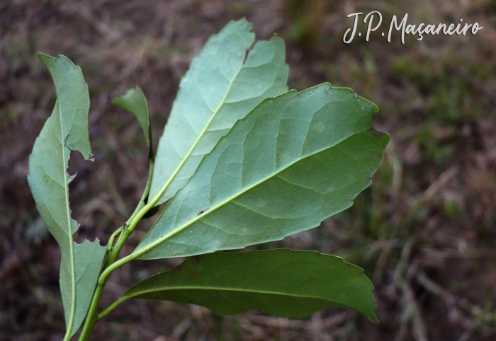 Ilex paraguariensis