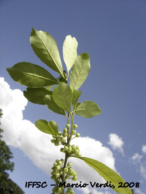 Ilex paraguariensis