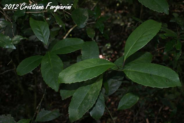 Ilex paraguariensis