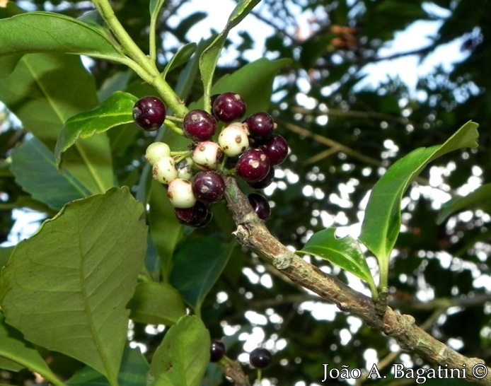 Ilex paraguariensis