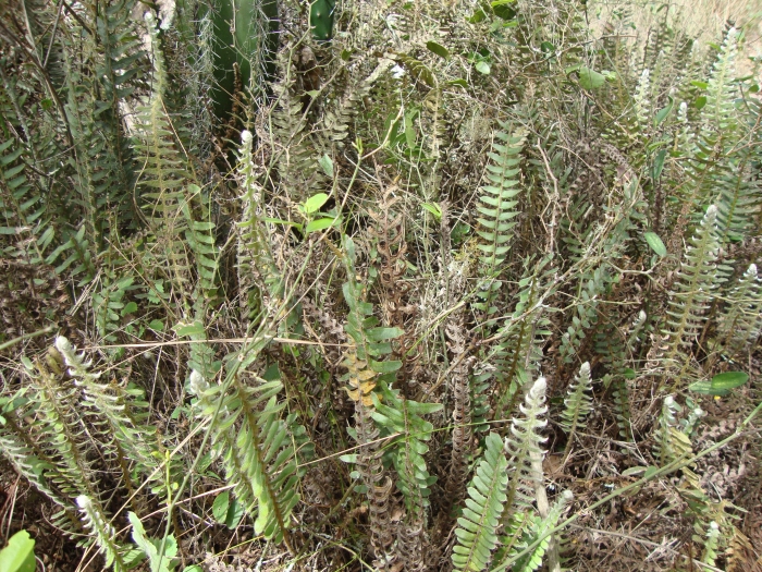 Pleopeltis lepidopteris