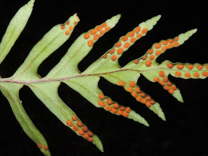 Pleopeltis pleopeltifolia
