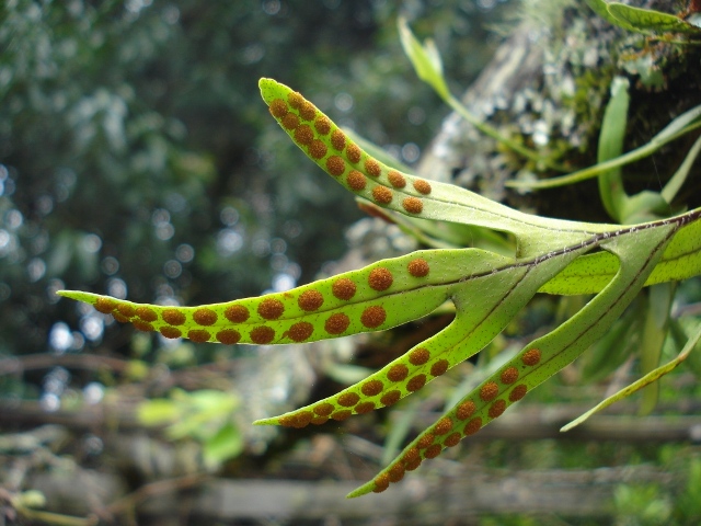 Pleopeltis pleopeltifolia