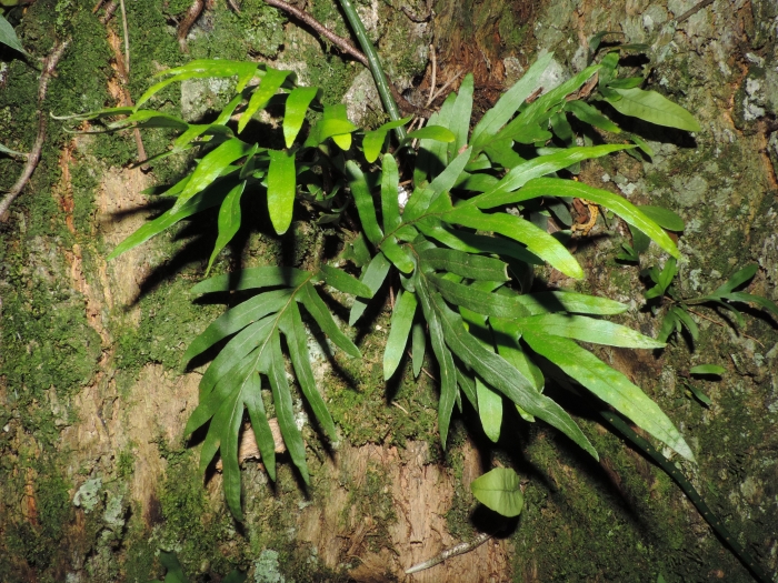 Pleopeltis pleopeltifolia