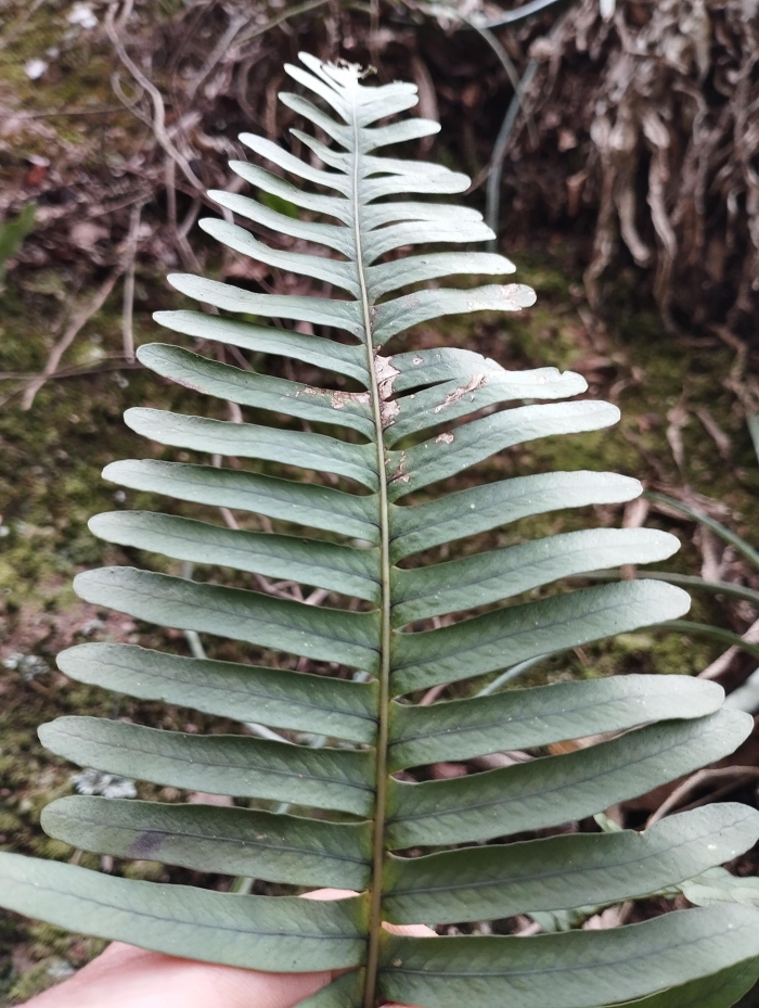 Serpocaulon catharinae
