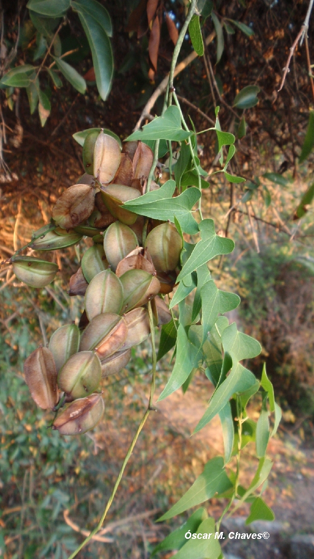 Dioscorea multiflora