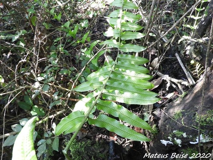 Serpocaulon meniscifolium