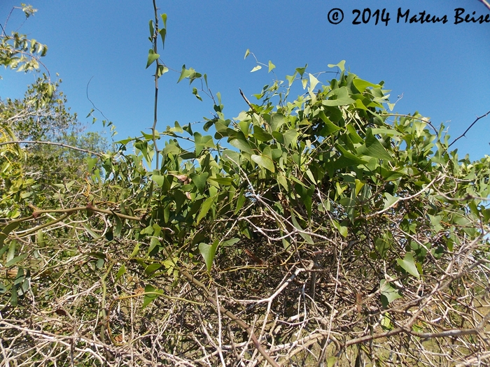 Dioscorea multiflora