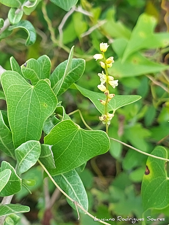 Dioscorea multiflora