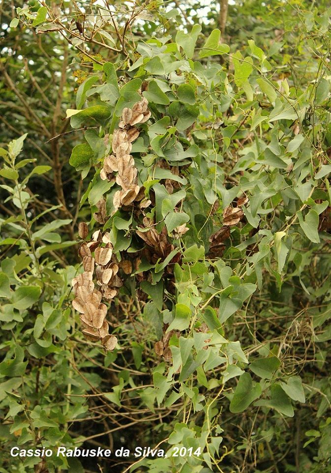 Dioscorea multiflora