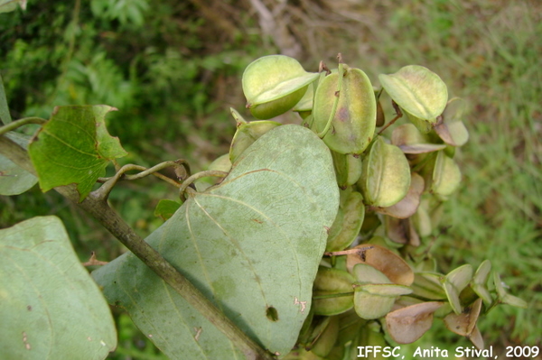 Dioscorea multiflora