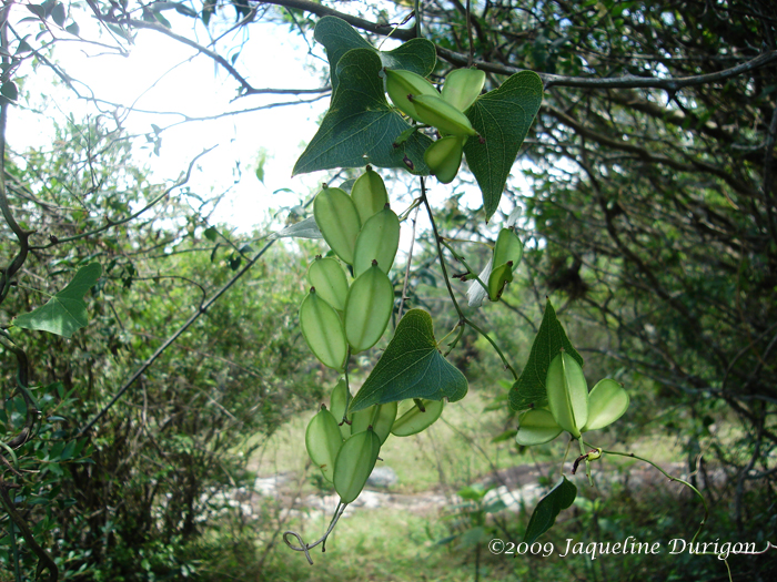 Dioscorea multiflora