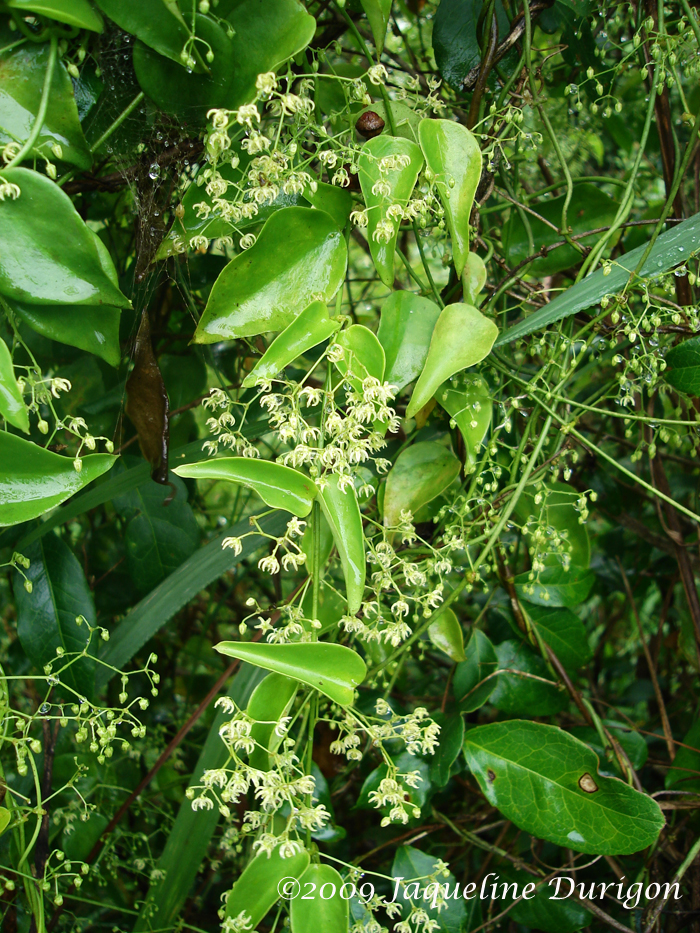 Ditassa burchellii