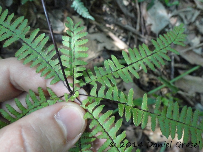 Adiantopsis radiata