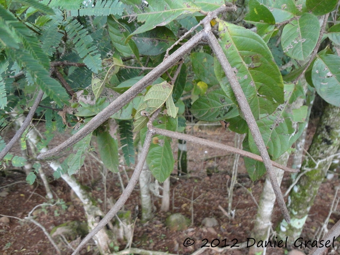 Forsteronia thyrsoidea