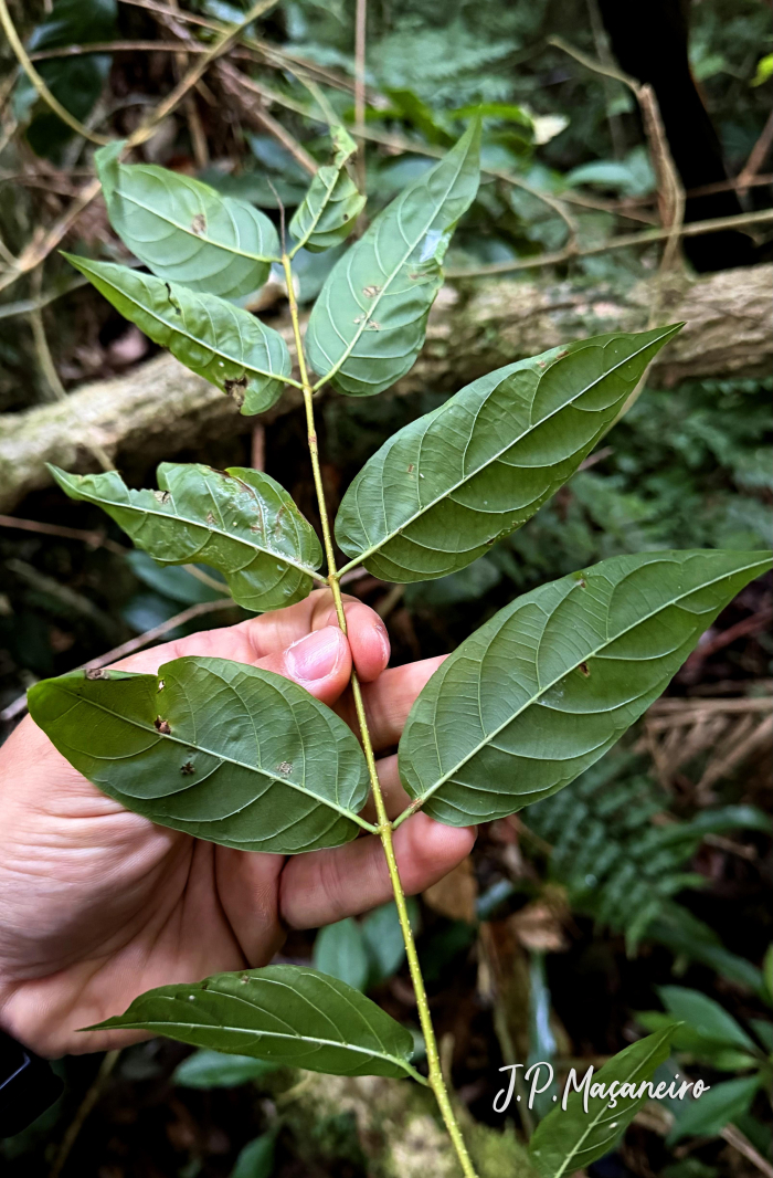 Forsteronia thyrsoidea