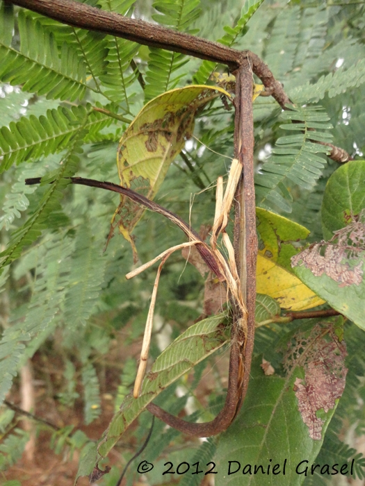 Forsteronia thyrsoidea