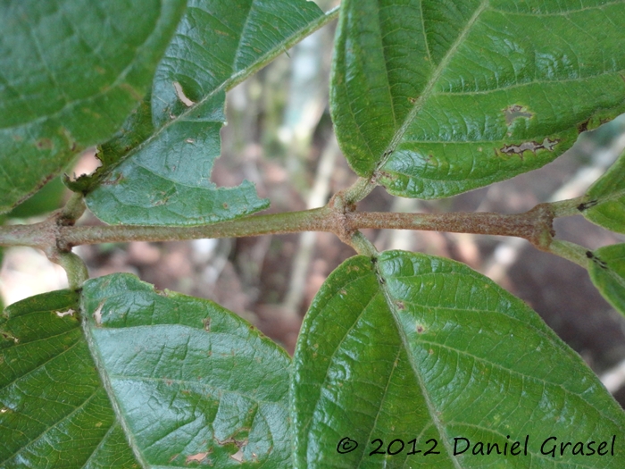 Forsteronia thyrsoidea