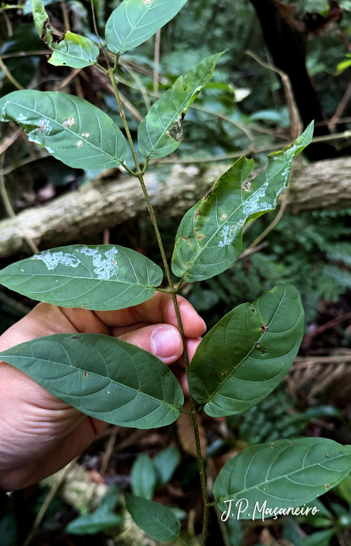Forsteronia thyrsoidea