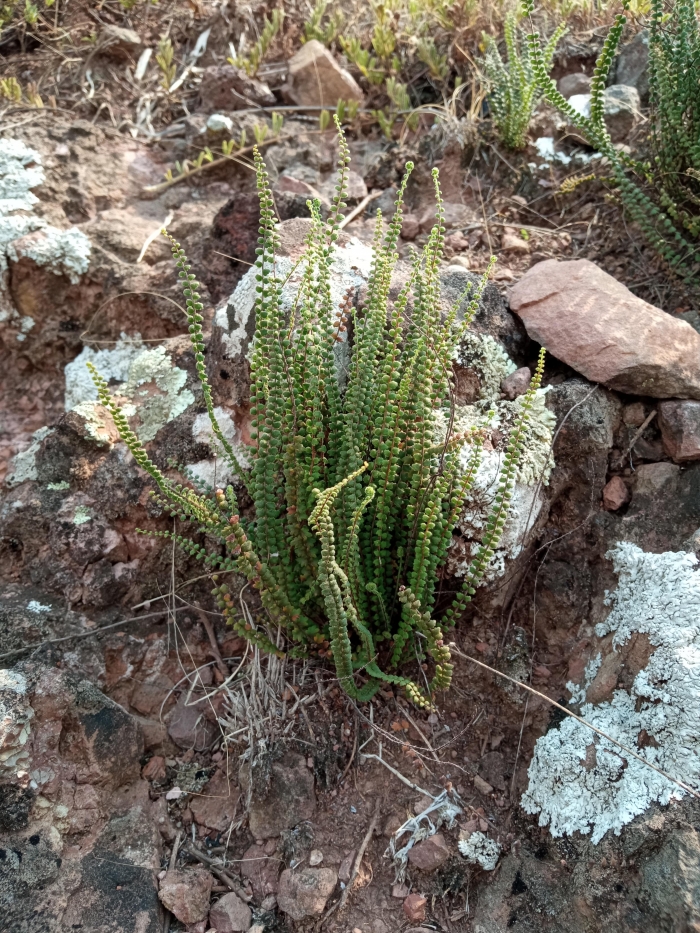 Cheilanthes micropteris