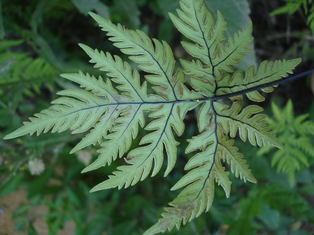 Doryopteris concolor