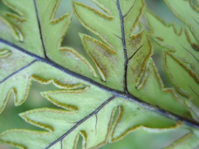 Doryopteris concolor